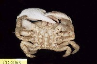 Shore crab Collection Image, Figure 2, Total 3 Figures